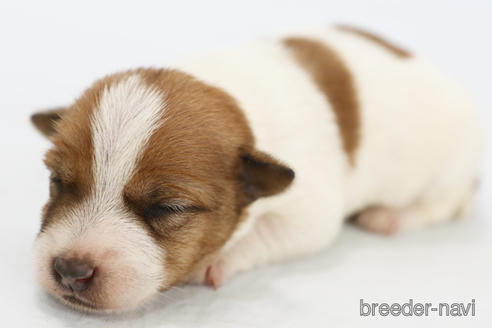 成約済の神奈川県のジャックラッセルテリア-240350の6枚目